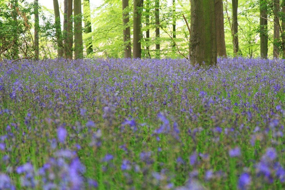 forest glade in blue bells