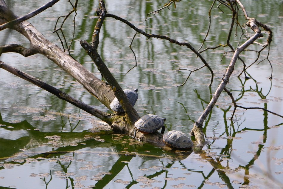 turtles in a pond