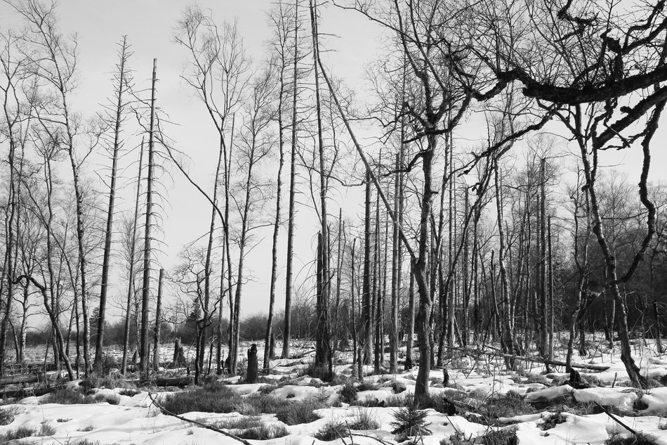 waldsterben- the death of the tops of the trees