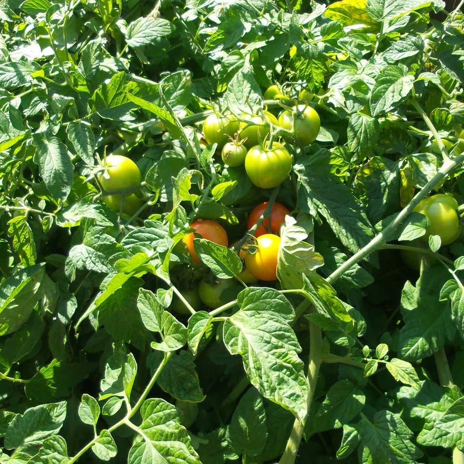 Harvest tomatoes on the bush