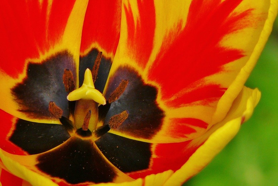 inside of tulips