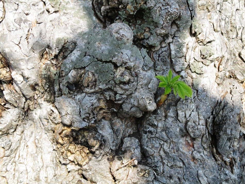 Picture of chestnut trunk