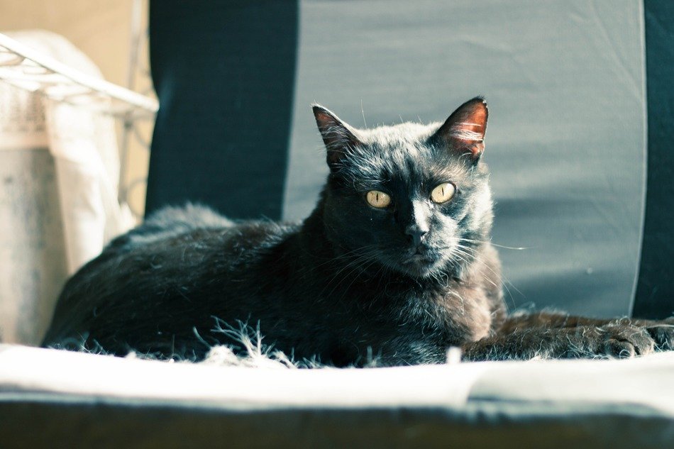 portrait of attractive cat animal
