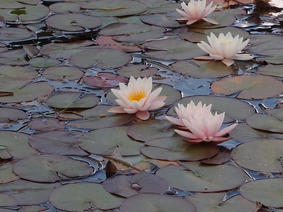 beautiful pond with large lilies in nature