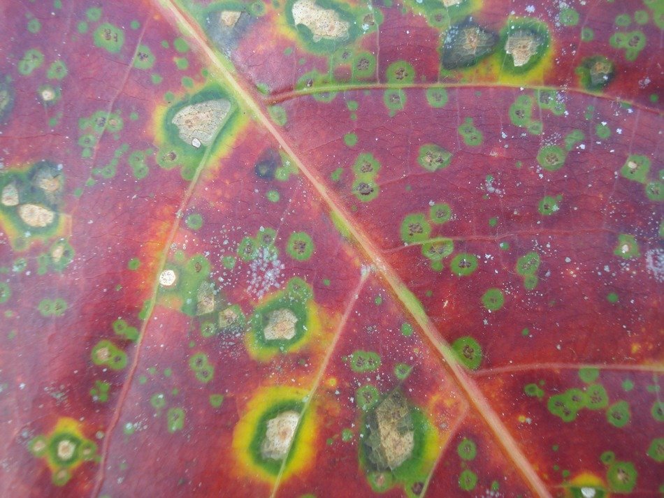 red leaf with stains close up