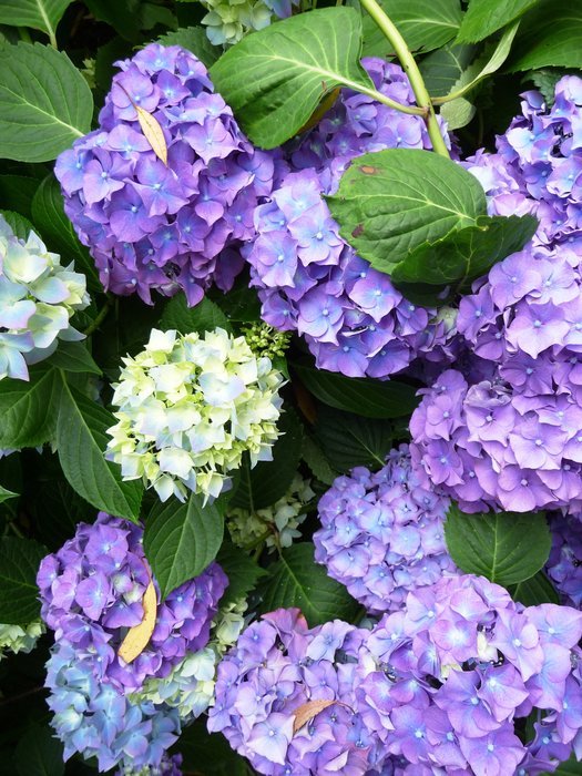 white and purple flowers of hydrangea