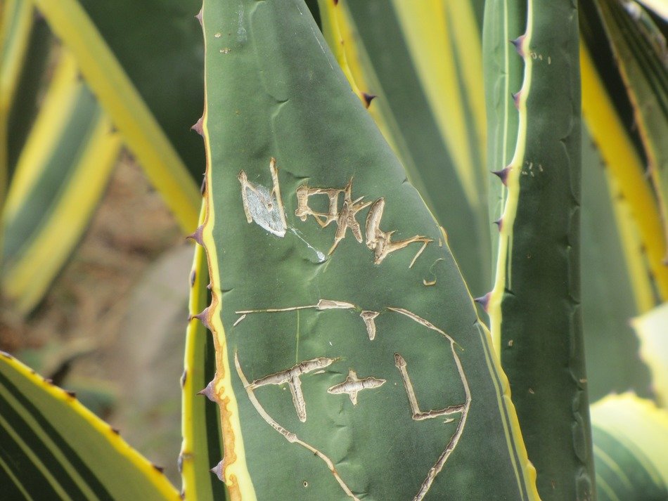 love signature on agave leaf