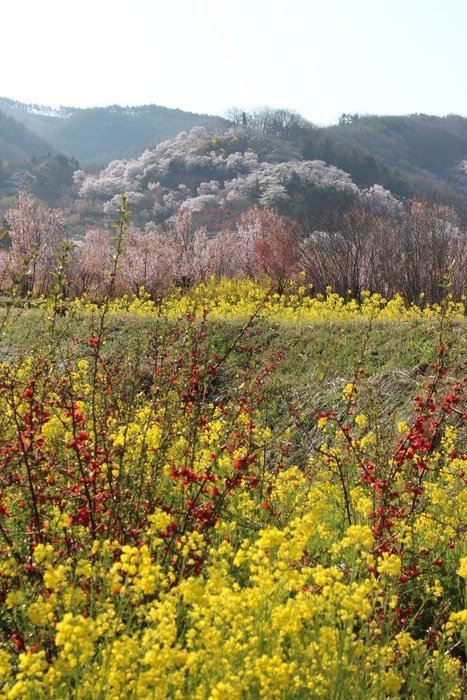 fukushima cherry blossom viewing mountains