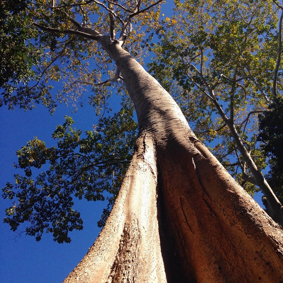 high tree in the forest