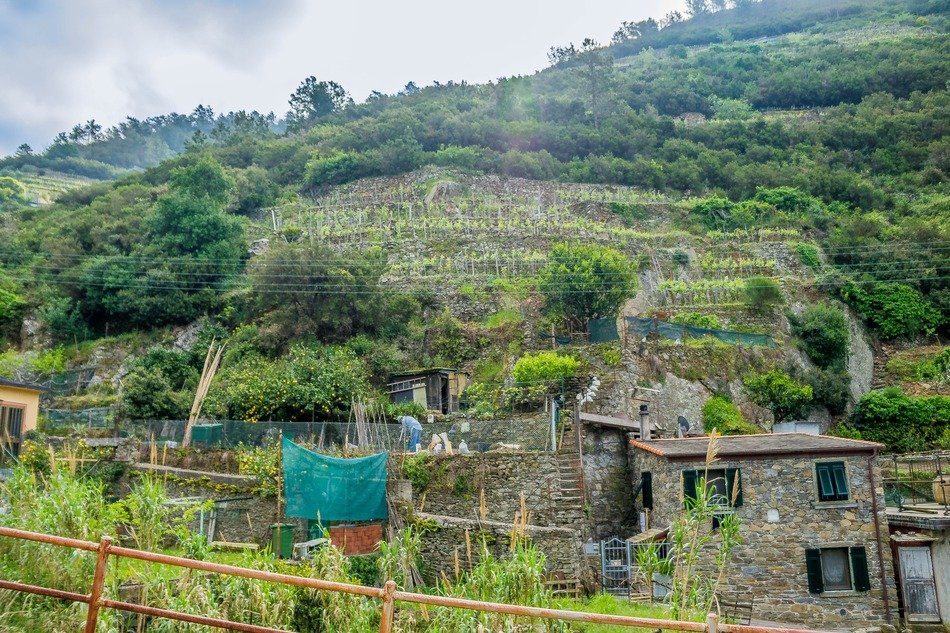 cinque terre rural terraced land
