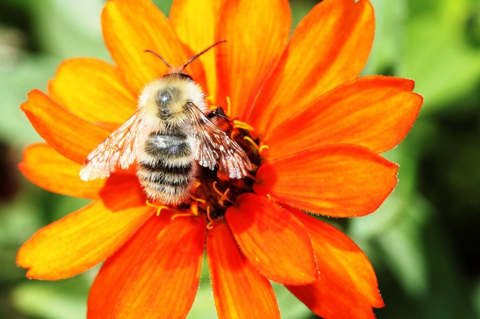 orange flower with a bee in the middle