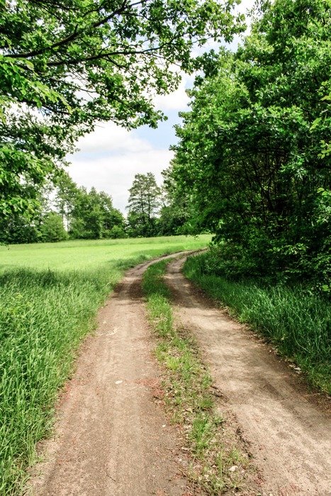 road through the meadow