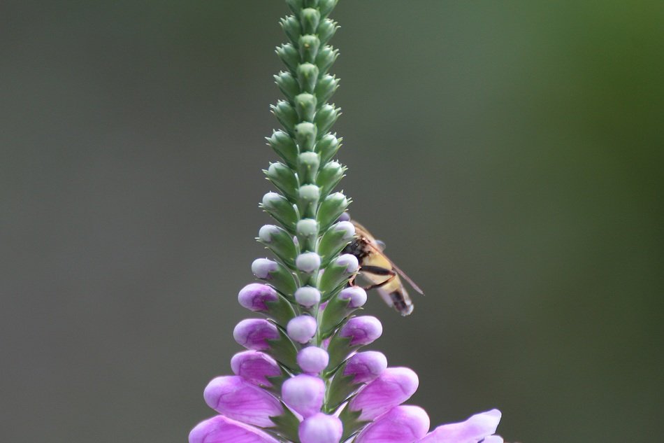 insect on tall inflorescance with pink buds