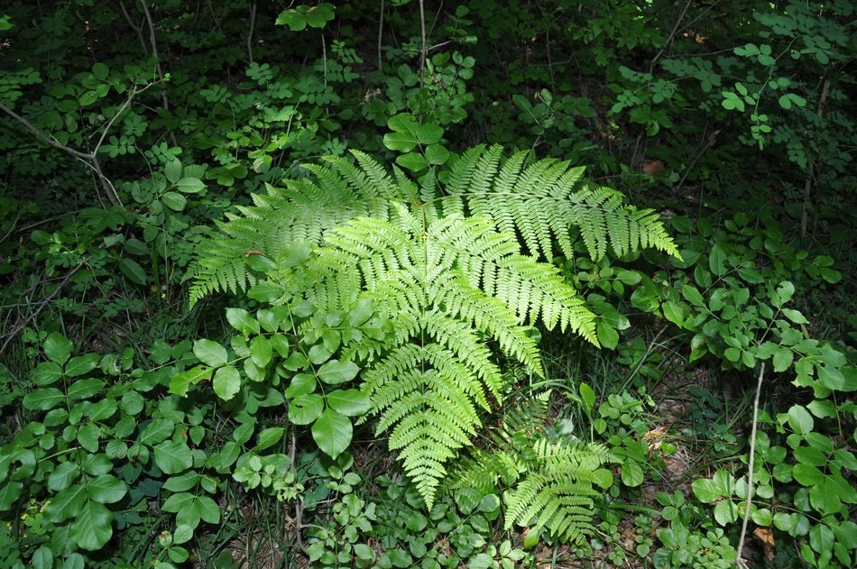 huge leaf of fern in the forest