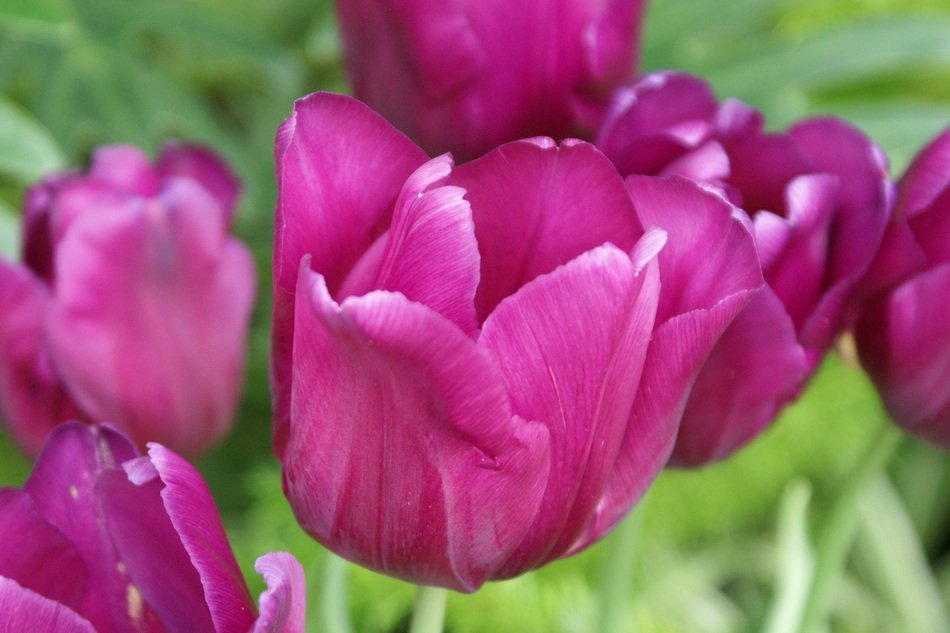 Maco photo of the purple tulips