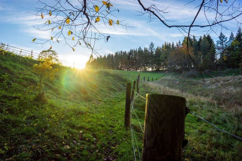 fence along the green field on the background of dawn