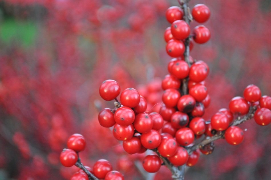 Sparkleberry, Winterberry, Red Berries On Branch Close Up Free Image 