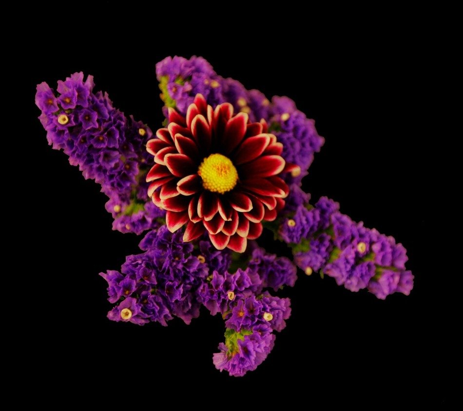 Purple flower explosion