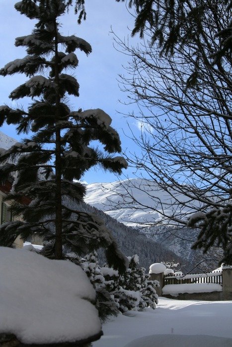 Snow on the green trees in winter