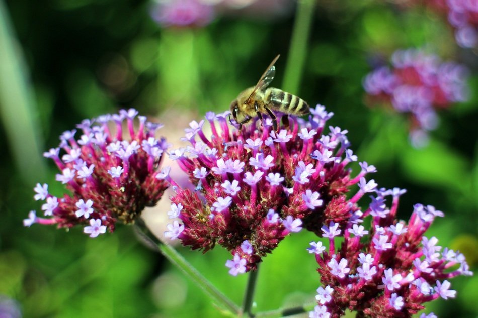 argentine vervain