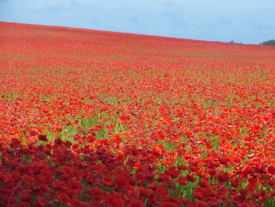 poppy field sea of flowers