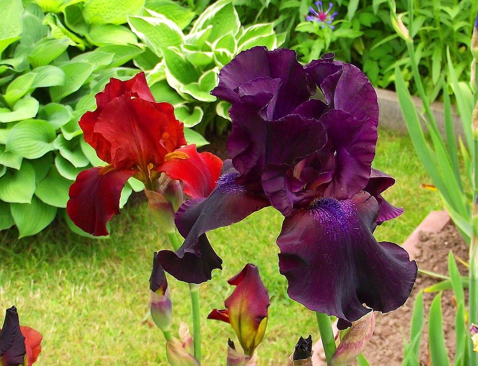 red and purple irises in the garden