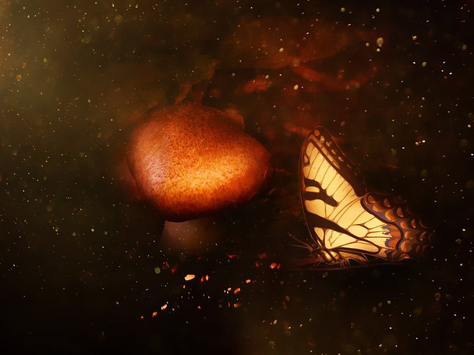 splendiferous mushroom brown