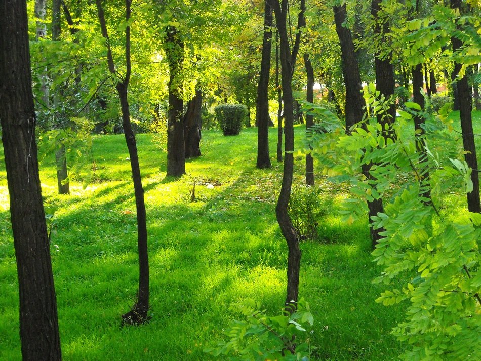 green forest under the sun at dawn