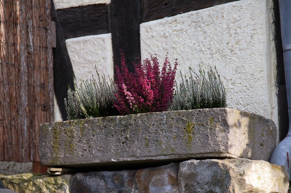 beautiful autumn flowering plant