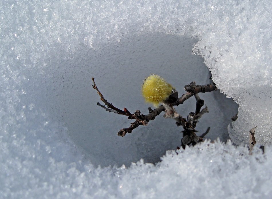 yellow escape through white snow
