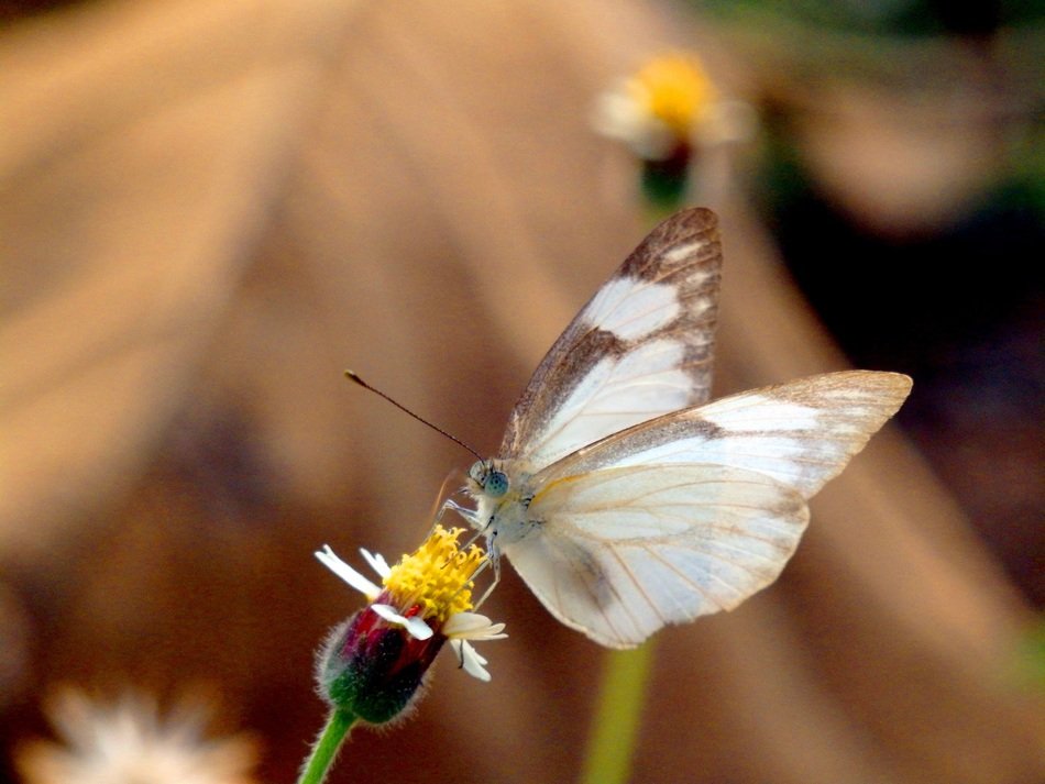 butterfly on mexican daisy close up