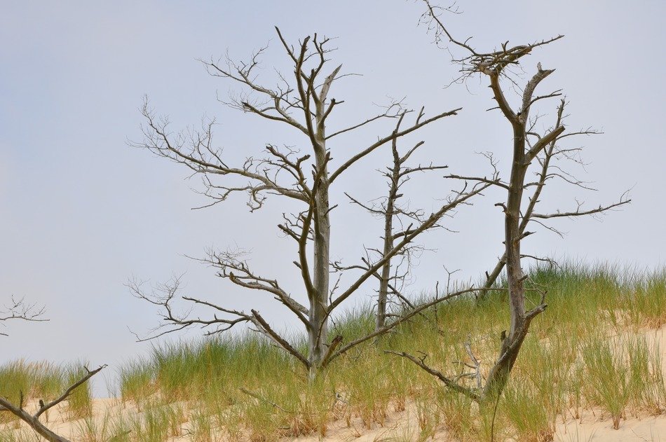 the mobile dune on the coast