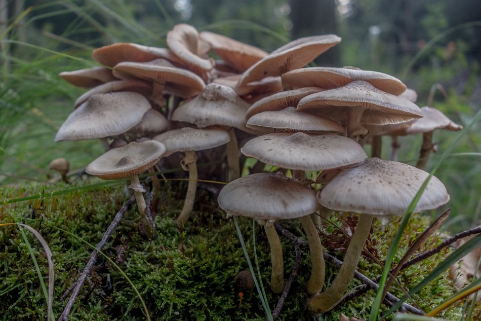 mushrooms in autumn forest macro