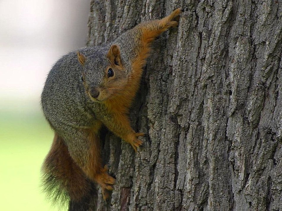 extraordinarily beautiful squirrel on tree