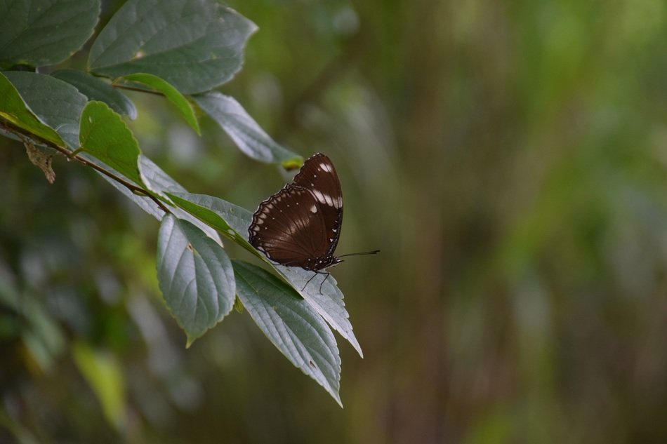dark red butterfly on green leave