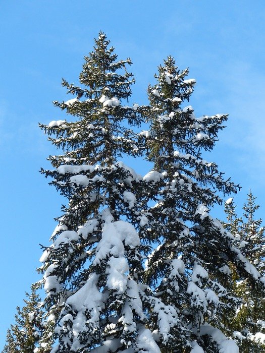 snow on the trees