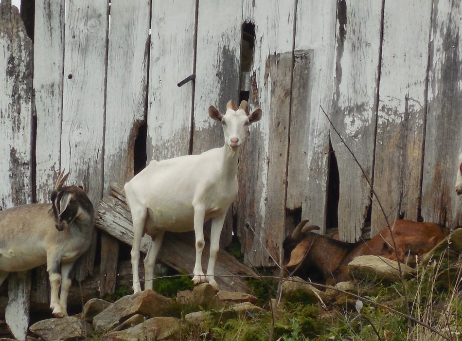 goats stand near the wall of the barn
