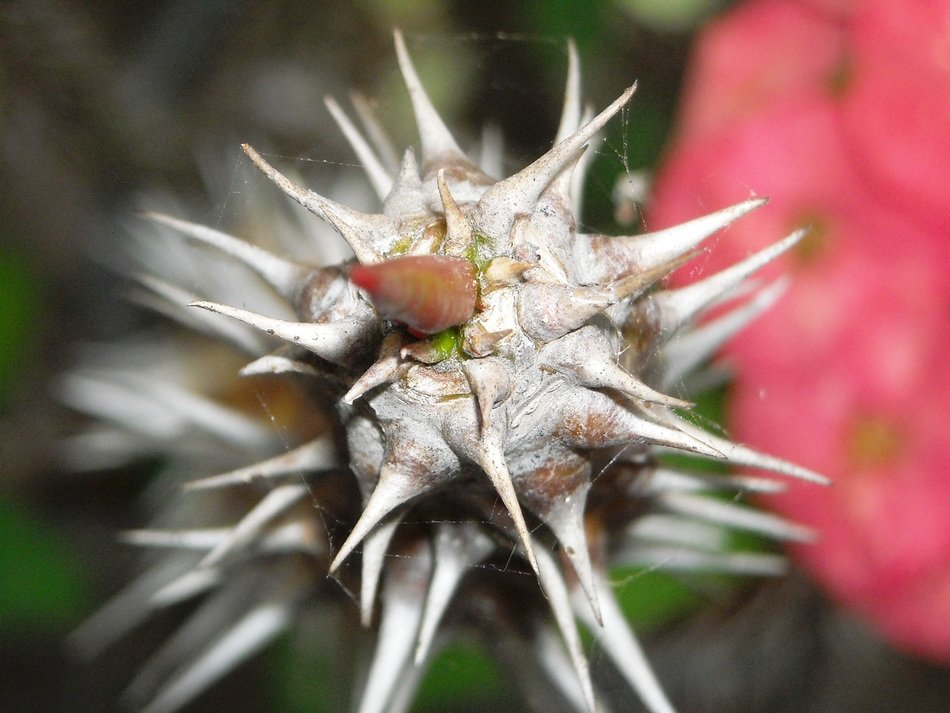 macro photo of spiny milkweed thorns