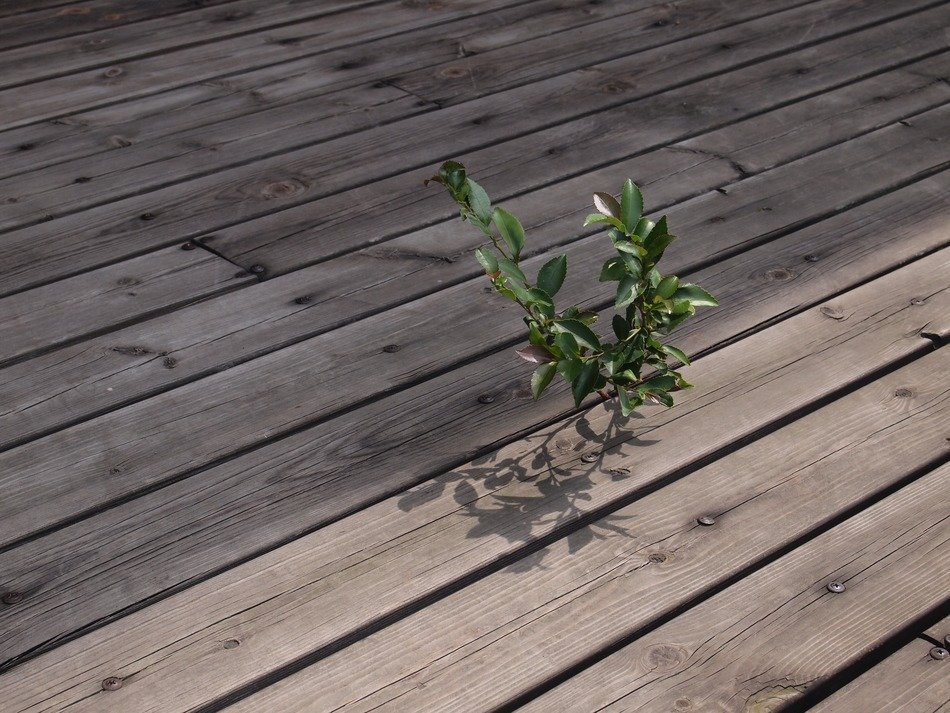 small plant between wooden planks