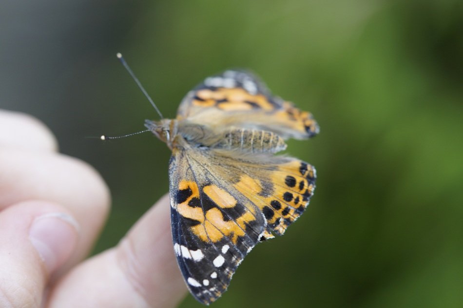 cute butterfly insect on finger macro