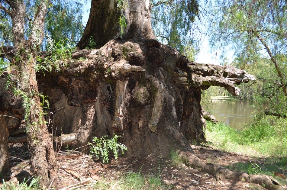 landscape of mighty tree roots