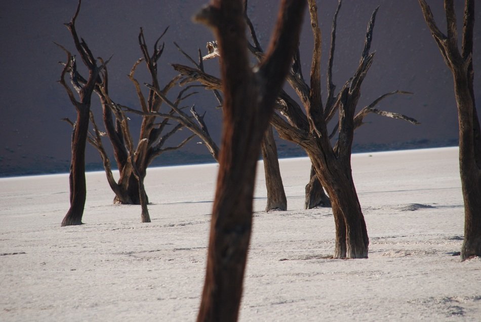 desert forest landscape