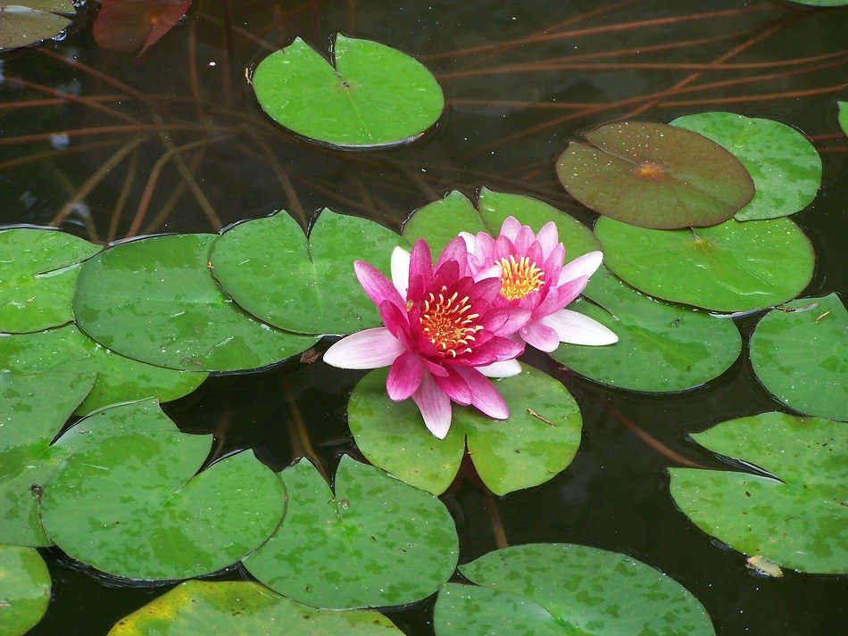 two pink lotuses on the lake