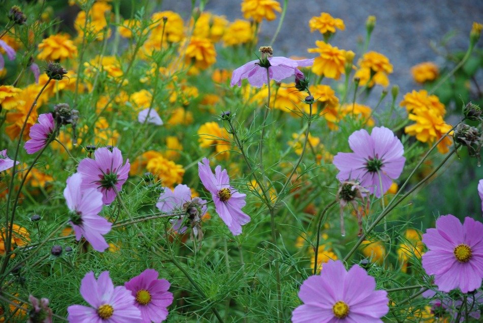 yellow and purple anemones in nature