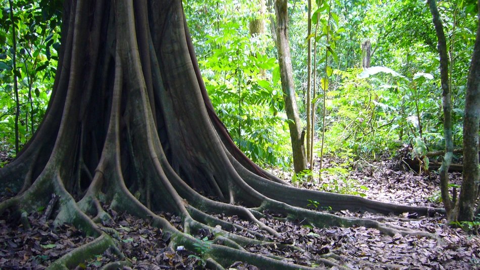 Jungle in Costarica