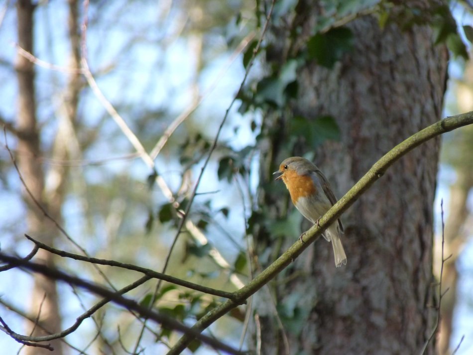 robin songbird sitting on the tree
