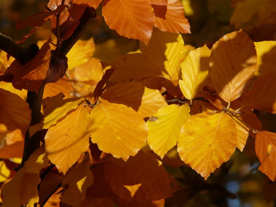 leaves of the European beech in autumn