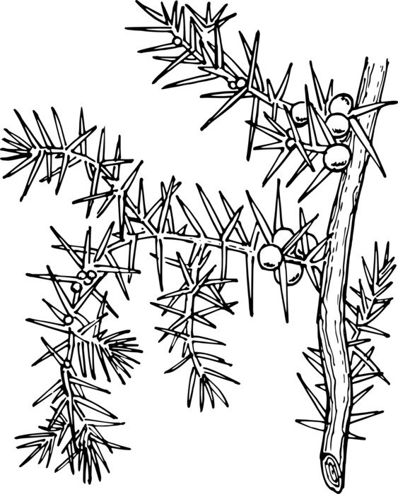 clipart of the ilex aquifolium