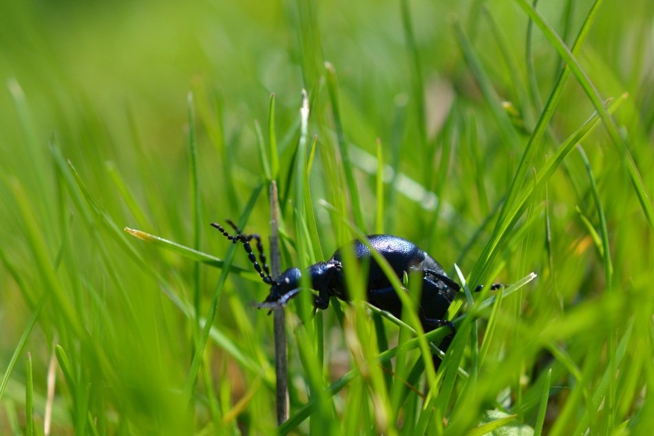 Picture of beetle in a grass