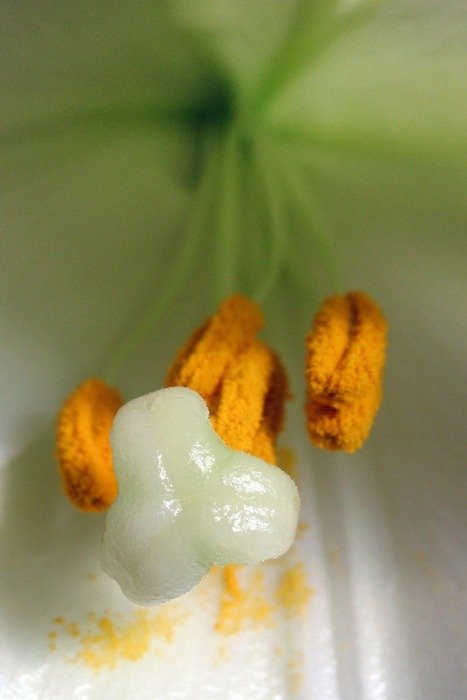 Inside of beautiful bloom